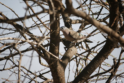 Emerald-spotted Wood-Dove.jpg
