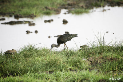 Hadada Ibis-2.jpg