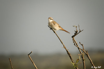 Isabelline Shrike.jpg