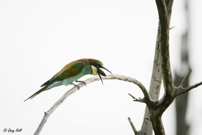 Swallow-tailed Bee-eater_06-02-15_21142.jpg