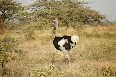 Somali Ostrich-4.jpg