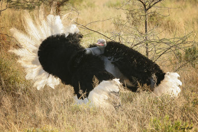 ostrich