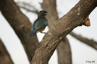 Superb Starling_07-02-05_21141.jpg