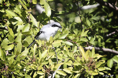 Loggerhead Shrike-2.jpg