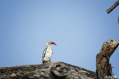 Red-billed Hornbill.jpg