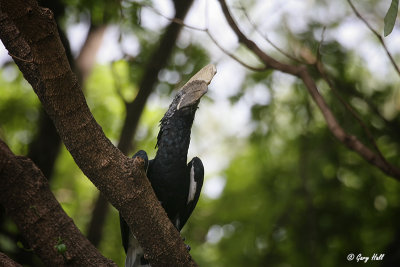 Silvery-cheeked Hornbill.jpg