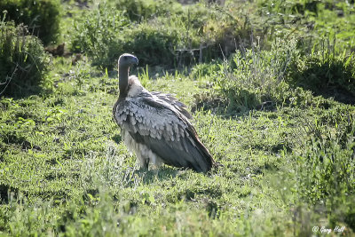 African White-backed Vulture.jpg