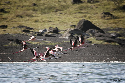 Greater Flamingoes_06-02-17_21146.jpg