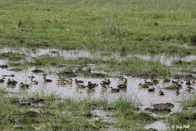 Hottentot Teal.jpg