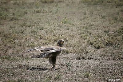 Montegues Harrier.jpg