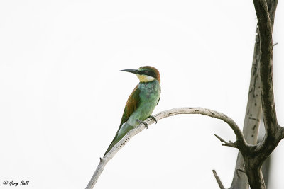 Swallow-tailed Bee-eater.jpg