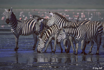zebras
