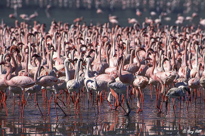 Flamingoes - Ngorongoro Crater.jpg