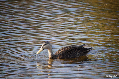 Mottled Duck.jpg