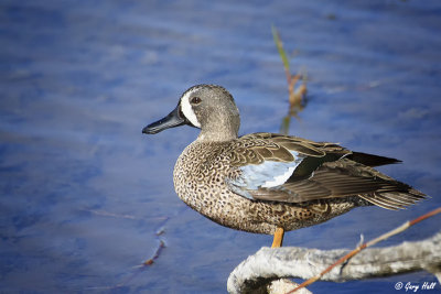 Blue-winged Teal.jpg