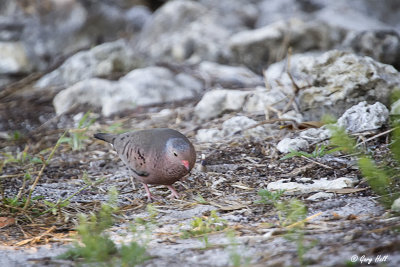 Ground Dove.jpg