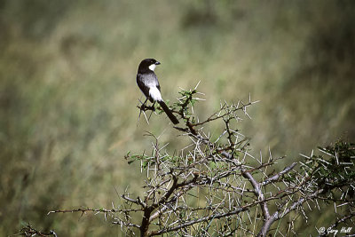 Long-tailed Fiscal.jpg