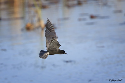 Black Tern_16-05-19_1357.jpg