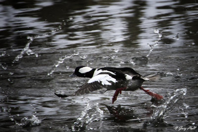 Bufflehead.jpg
