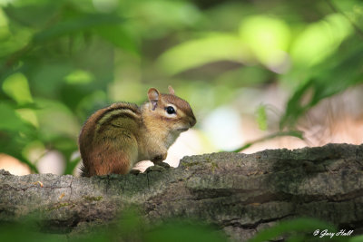 Chipmunk.jpg
