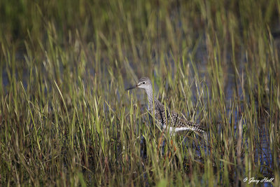 Greater Yellowlegs_16-05-08_0712.jpg