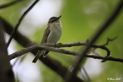 Red-eyed Vireo_16-05-21_1391.jpg