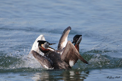 Red-necked Grebe_16-04-27_0043.jpg