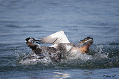 Red-necked Grebe_16-04-27_0045.jpg