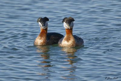 Red-necked Grebe_16-04-27_0052.jpg