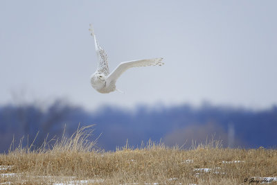 Snowy Owl.jpg