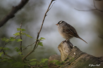 White Crowned Sparrow_16-05-09_0877.jpg