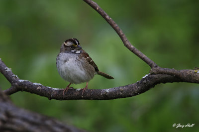 White-throated Sparrow_16-05-09_0860.jpg