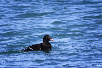 White-winged Scoter_16-03-06_0002.jpg