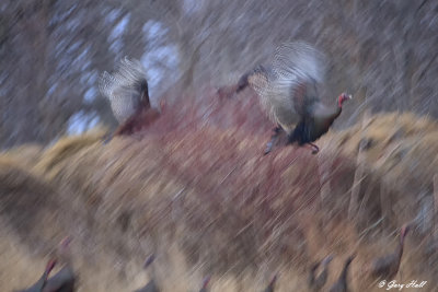 Wolfe Island  Turkey Abstract.jpg