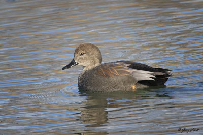 Gadwall_16-02-03_0006.jpg