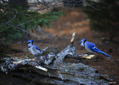 Blue Jay_16-10-26_3224.jpg