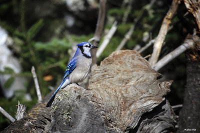 Blue Jay_16-10-26_3238.jpg