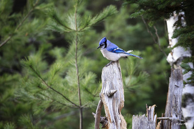 crows_and_jays