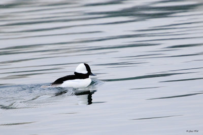 Bufflehead_16-12-10_3411.jpg