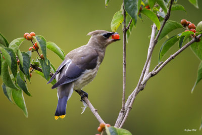 waxwings