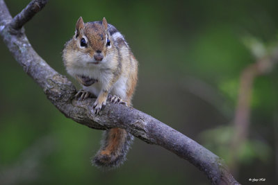 Chipmunk_16-05-10_0604.jpg