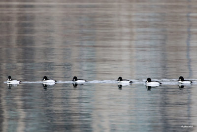 Common Goldeneye_16-12-10_3401.jpg