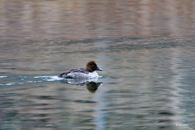 Common Goldeneye_16-12-10_3407.jpg