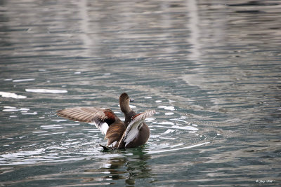 Gadwall_16-12-10_3419.jpg