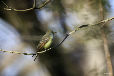 flycatchers