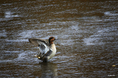 Green Winged Teal_16-10-18_2933.jpg