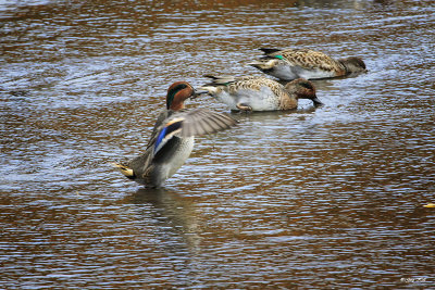 Green Winged Teal_16-10-18_2934.jpg