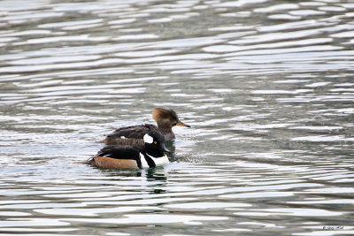 Hooded Merganser_16-12-10_3412.jpg
