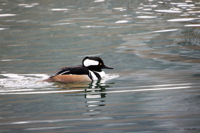 Hooded Merganser_16-12-10_3417.jpg