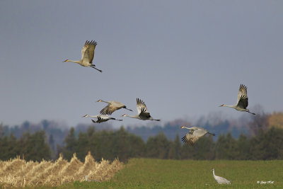 Long Point Sandhill Cranes.jpg